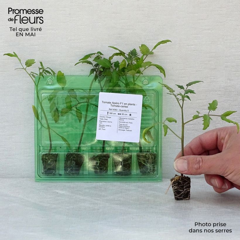 Amostra de Tomate Apéro F1 en plants - Tomate-cerise Mini-motte Ø 3/4 cm tal como entregue na primavera