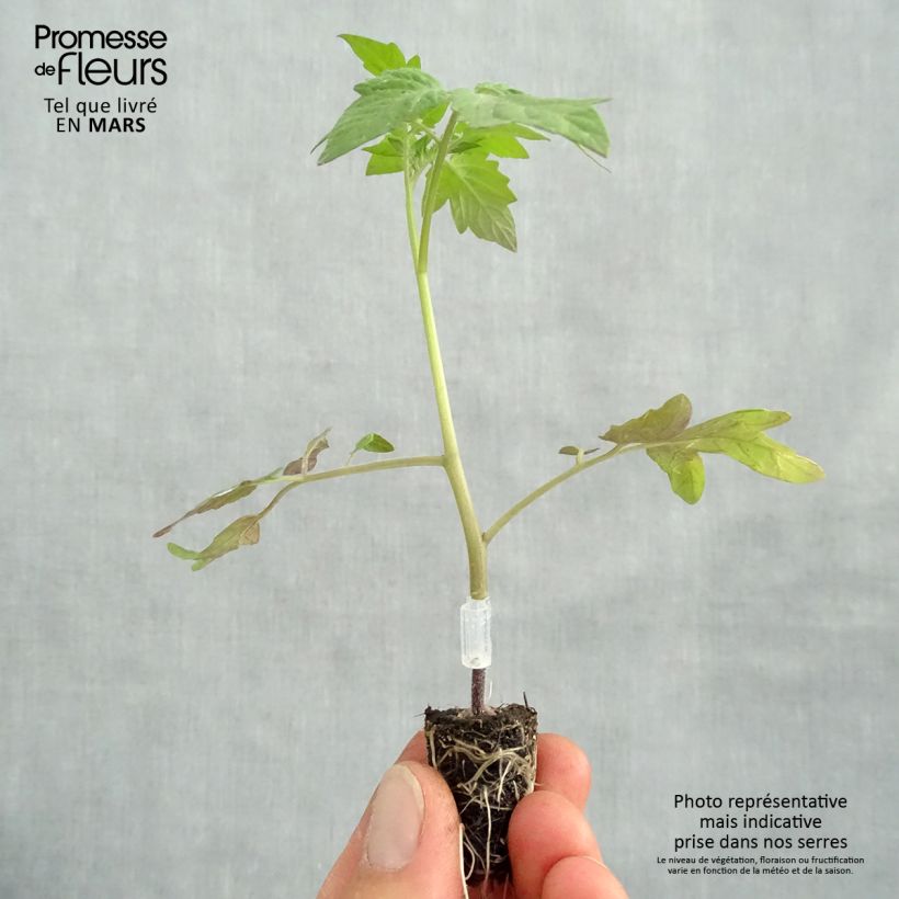 Amostra de Tomate Apéro F1 en plants GREFFES BIO mini-mottes - Tomate-cerise Mini-motte Ø 1,5/2,5 cm tal como entregue na primavera