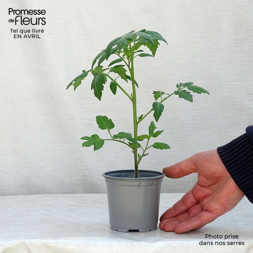 Amostra de Tomate Apéro F1 en plants - Tomate-cerise Pot de 10 cm/11cm tal como entregue na primavera