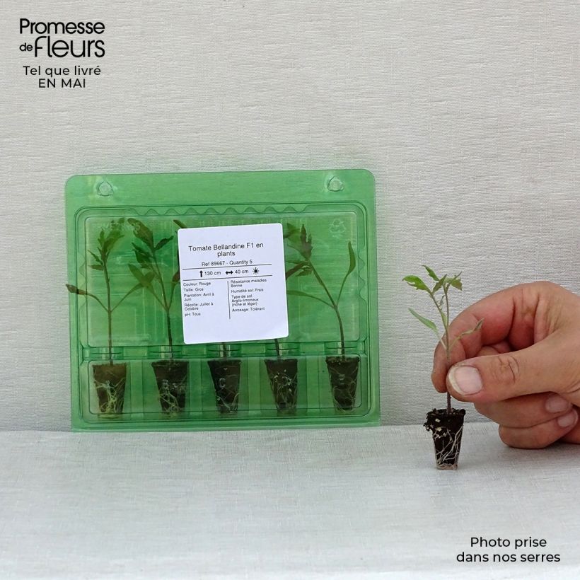 Amostra de Tomate Bellandine F1 en plants Mini-motte Ø 1,5/2,5 cm tal como entregue na primavera