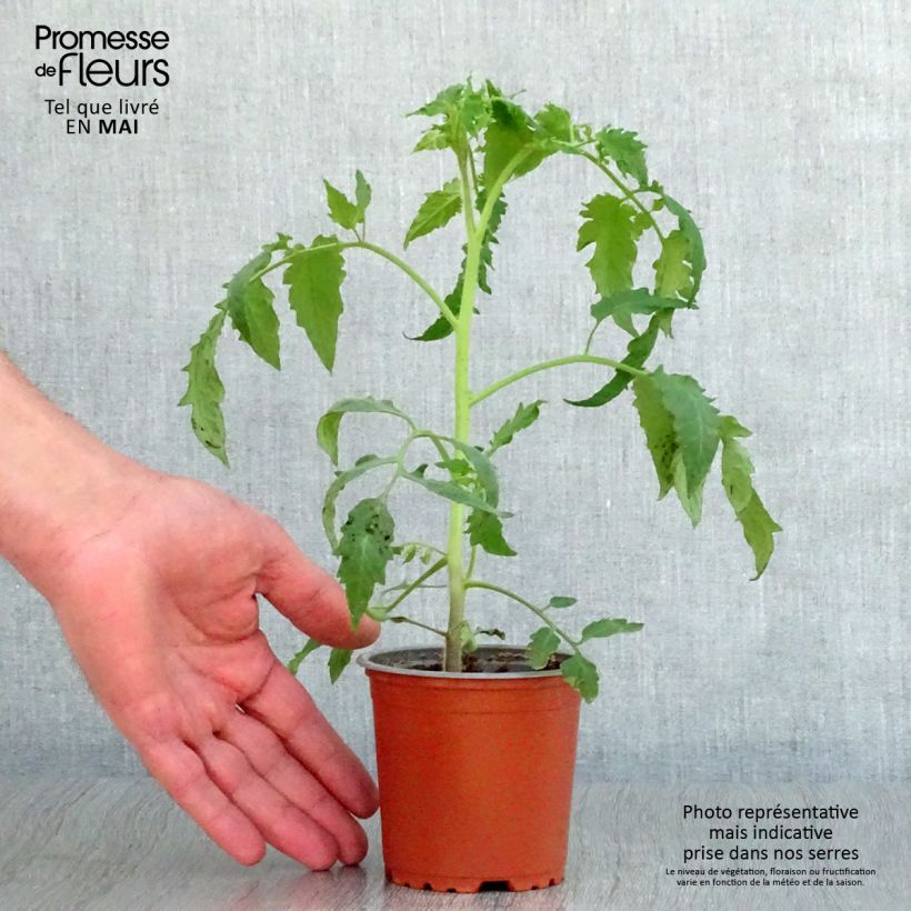 Amostra de Tomate Bellandine F1 en plants Pot de 10 cm/11cm tal como entregue na primavera