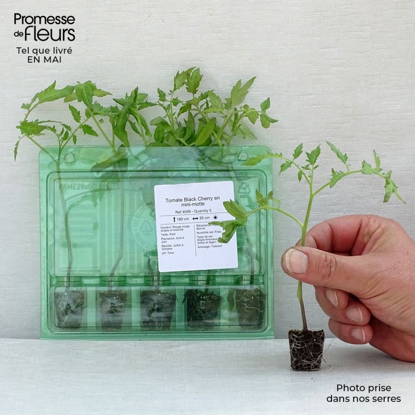 Amostra de Tomate Black Cherry en plants Mini-motte Ø 3/4 cm tal como entregue na primavera