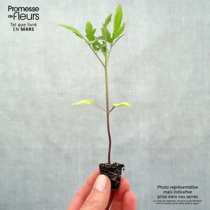 Amostra de Tomate Buffalo Steak F1 en plants Mini-motte Ø 3/4 cm tal como entregue na primavera