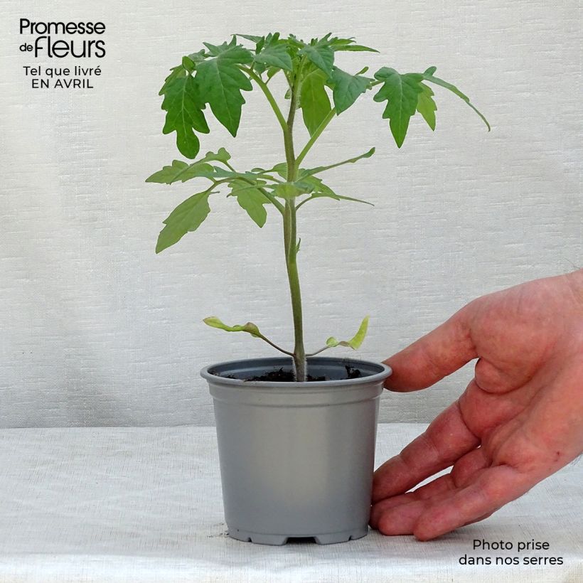 Amostra de Tomate Buffalo Steak F1 en plants Godet de 8/9 cm tal como entregue na primavera