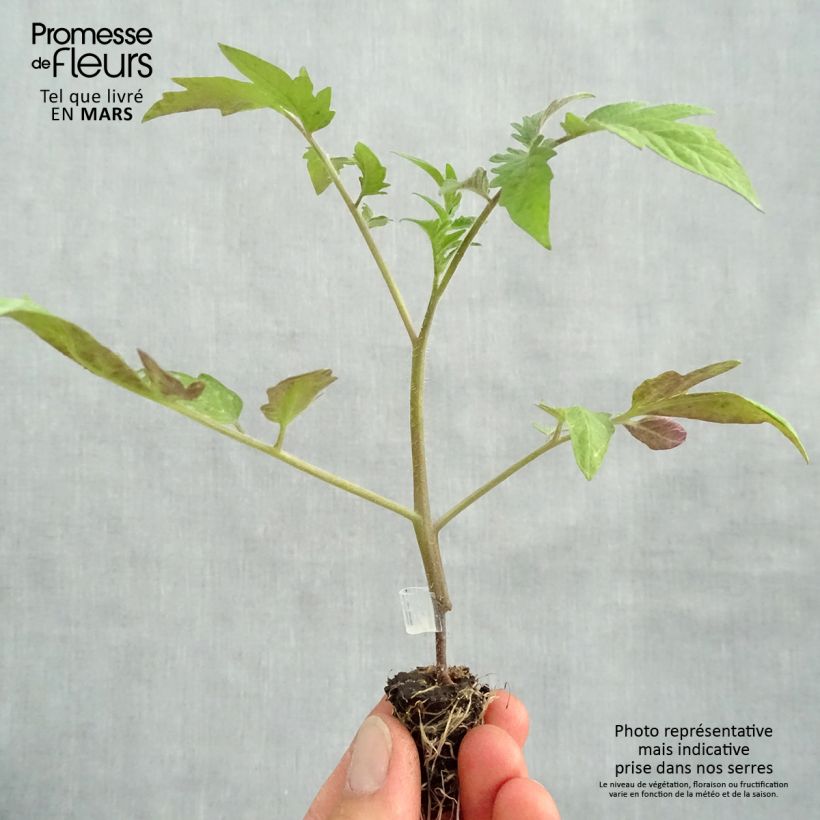Amostra de Tomate Buffalo Steak en plants GREFFES BIO - F1 en mini-mottes  Mini-motte Ø 1,5/2,5 cm tal como entregue na primavera