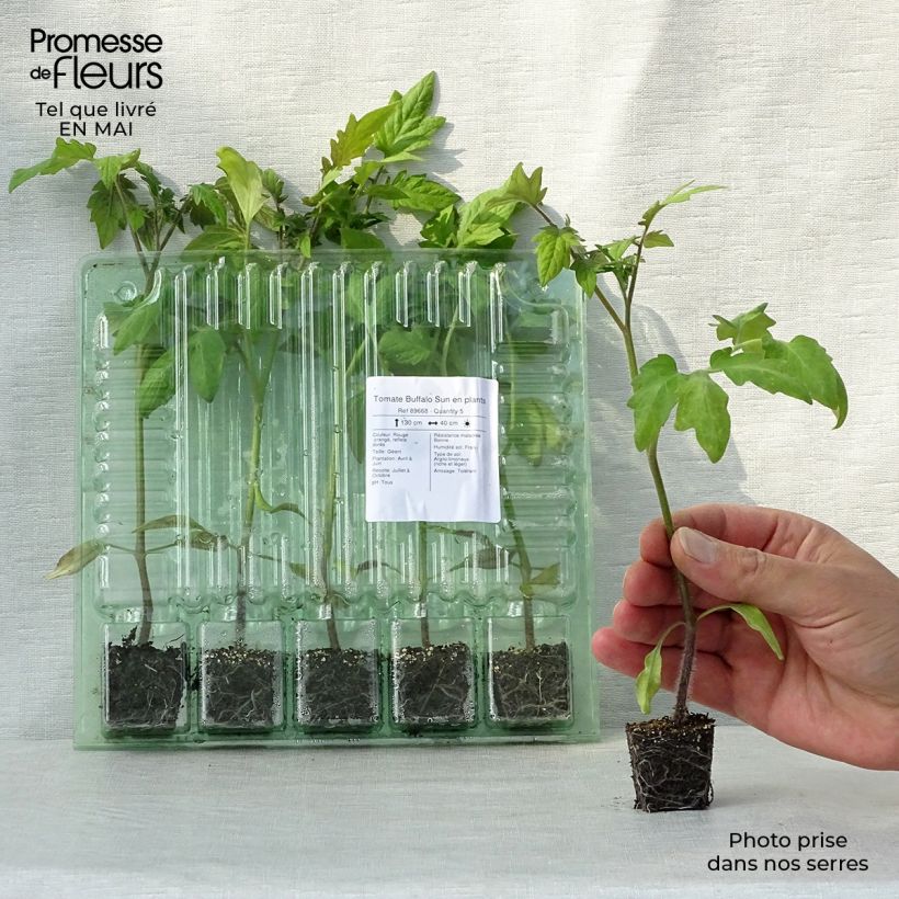 Amostra de Tomate Buffalo Sun en plants Mini-motte Ø 3/4 cm tal como entregue na primavera