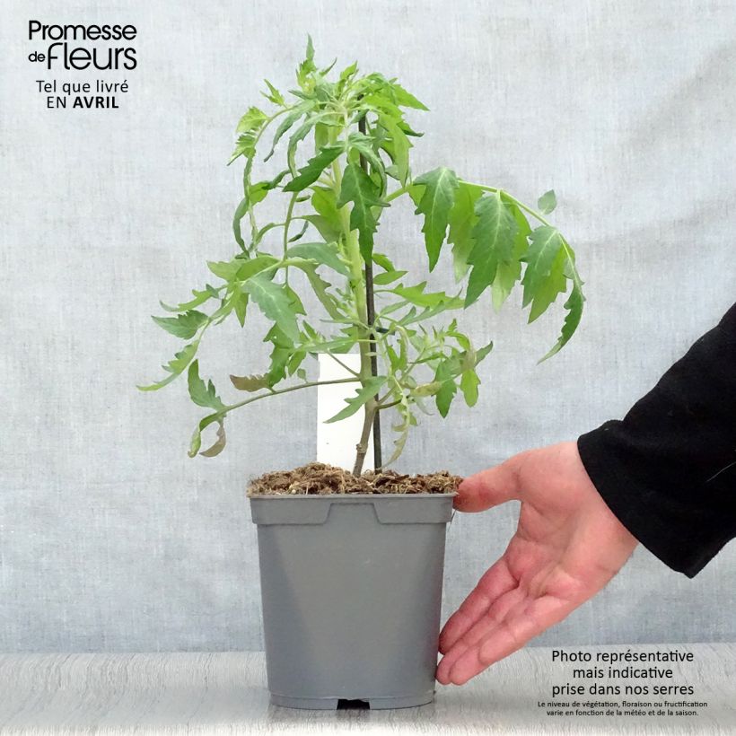 Amostra de Tomate Cauralina F1 en plants GREFFES Pot de 2L/3L tal como entregue na primavera