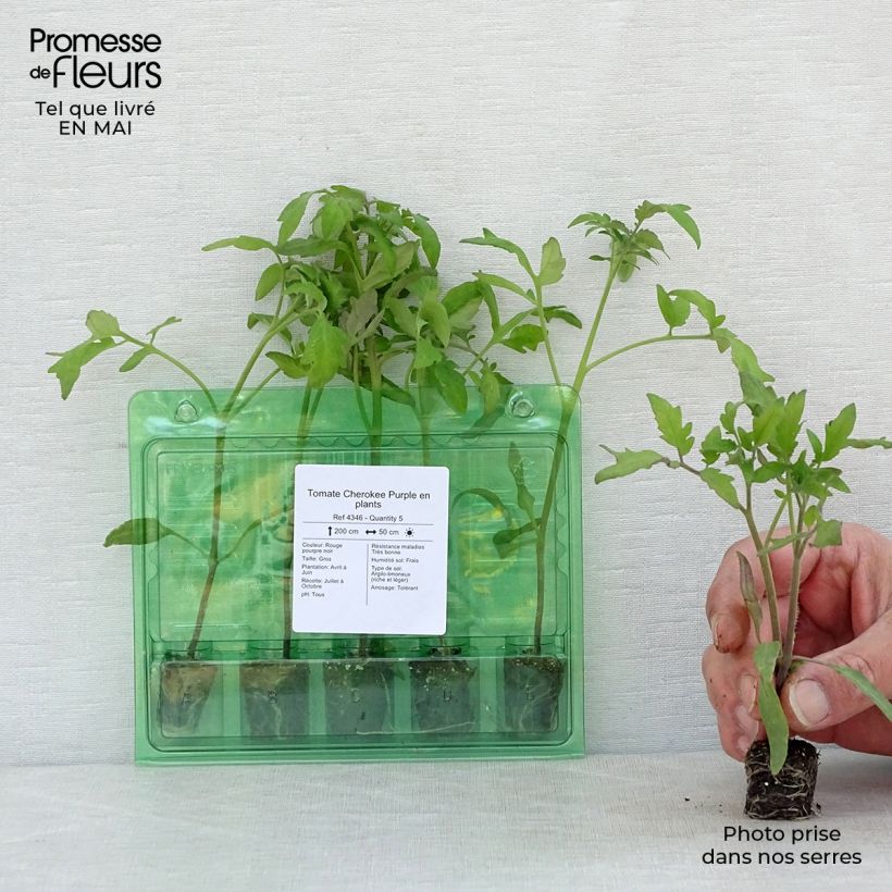 Amostra de Tomate Cherokee Purple plantas jovens Mini-torrão Ø 3/4 cm tal como entregue na primavera