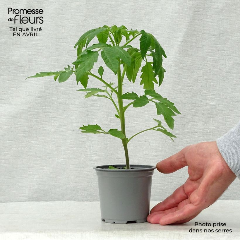Amostra de Tomate Cherokee Purple plantas jovens Vaso de 8/9 cm tal como entregue na primavera