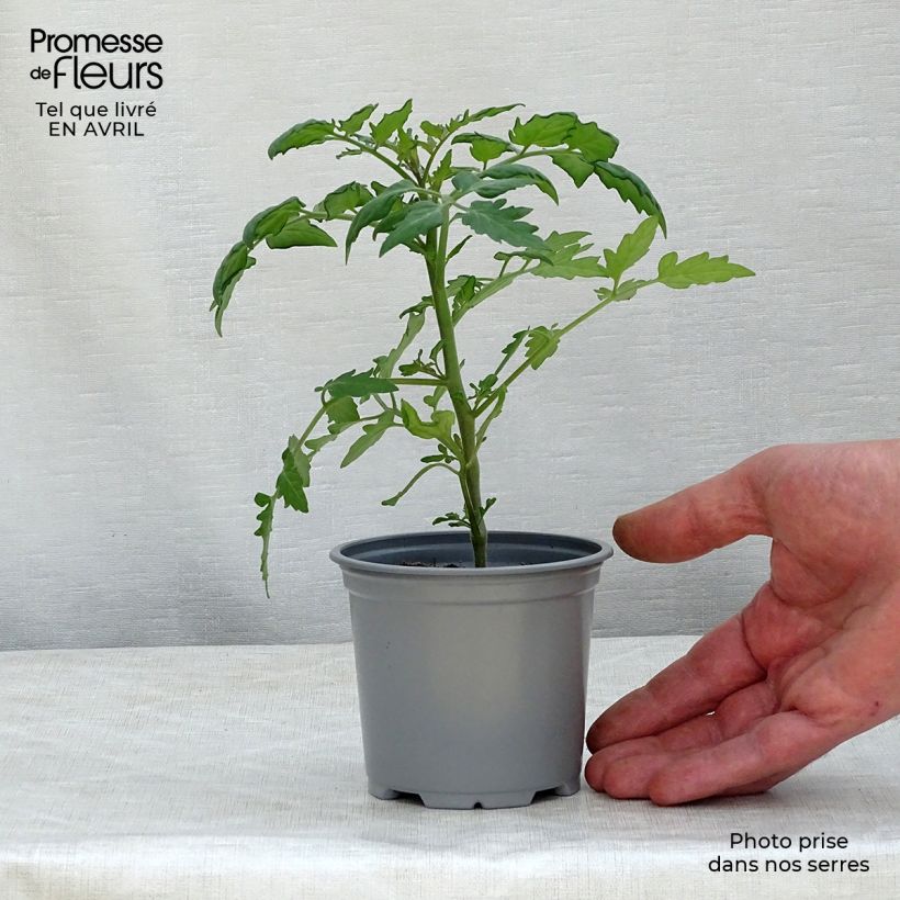 Amostra de Tomate Cherry Orange en plants - Tomate cerise Godet de 8/9 cm tal como entregue na primavera