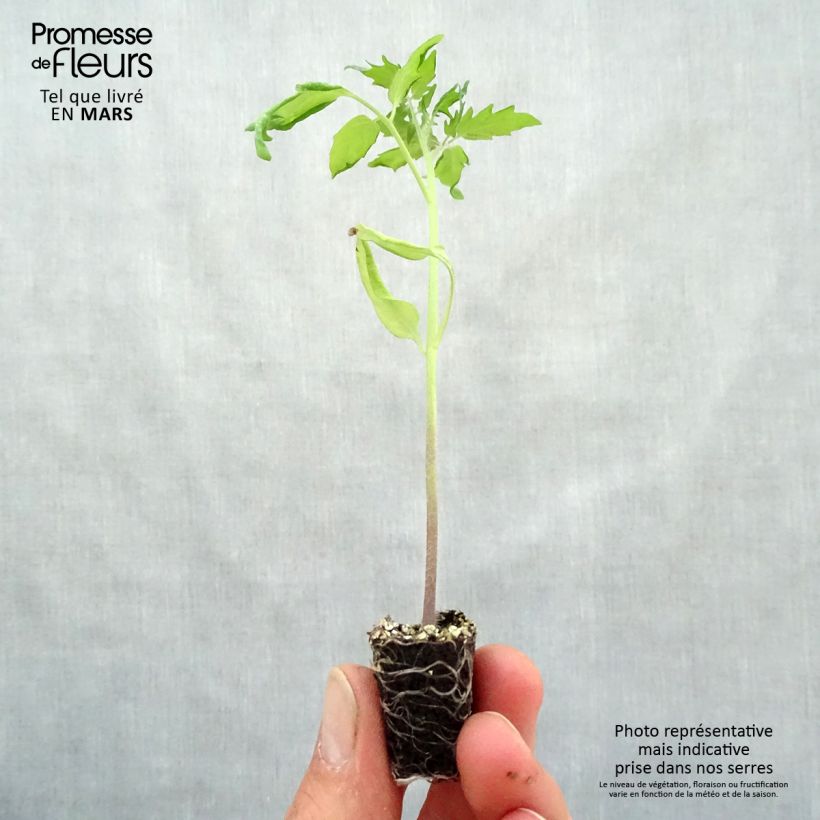 Amostra de Tomate Cherry Yellow en plants - Tomate-cerise Mini-motte Ø 3/4 cm tal como entregue na primavera