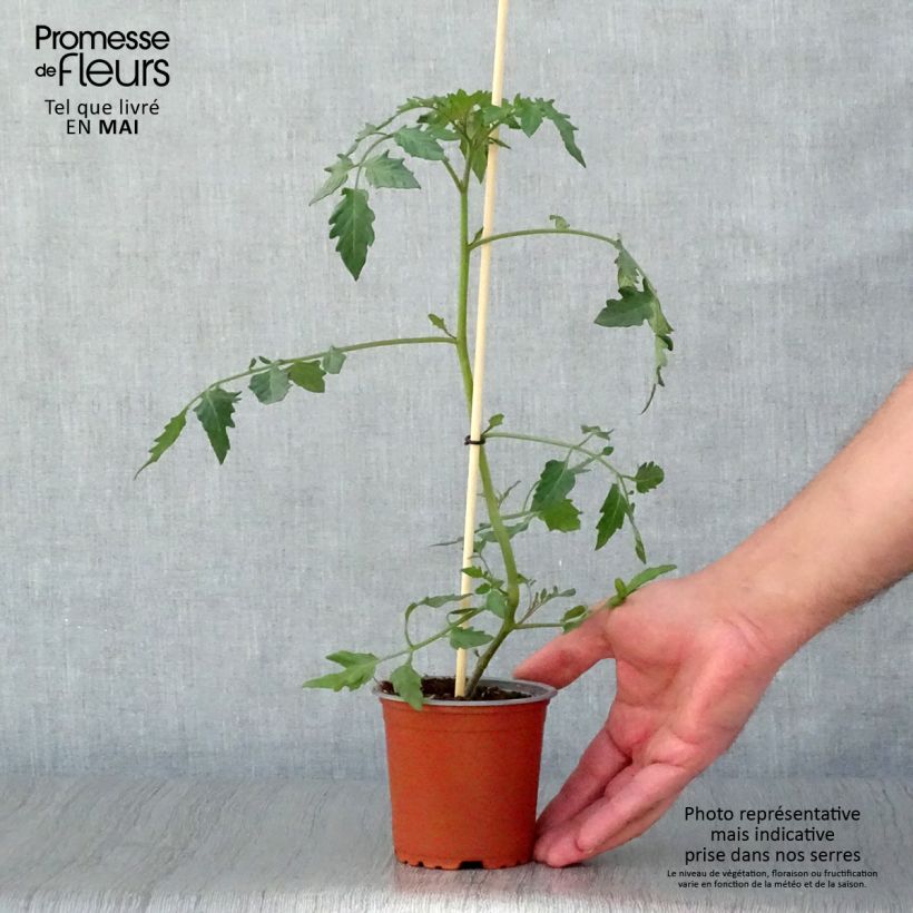Amostra de Tomate Cherry Yellow en plants - Tomate-cerise Godet de 8/9 cm tal como entregue na primavera