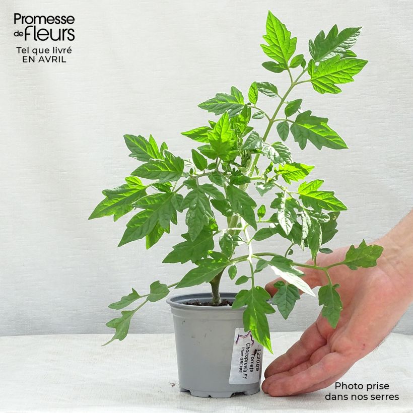 Amostra de Tomate Chocoprevia F1 en plants GREFFES - La Sélection du Chef Godet de 8/9 cm tal como entregue na primavera