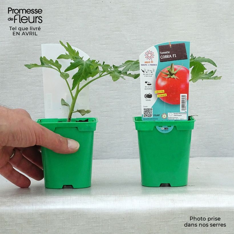 Amostra de Tomate Cobra F1 en plants - spéciale abris Vaso de 10 cm/11 cm tal como entregue na primavera