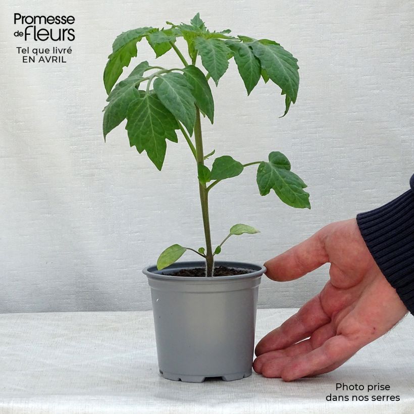 Amostra de Tomate Colibri F1 en plants  Godet de 8/9 cm tal como entregue na primavera