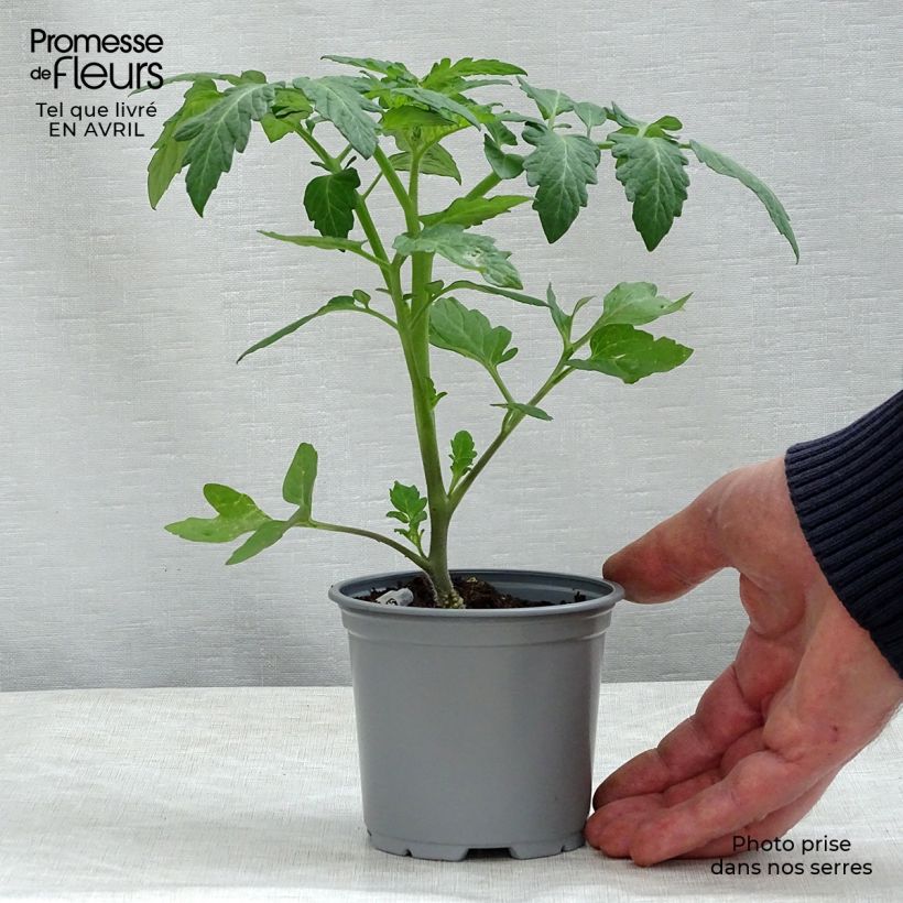 Amostra de Tomate Cookie F1 en plants GREFFES - La Sélection du Chef Godet de 8/9 cm tal como entregue na primavera