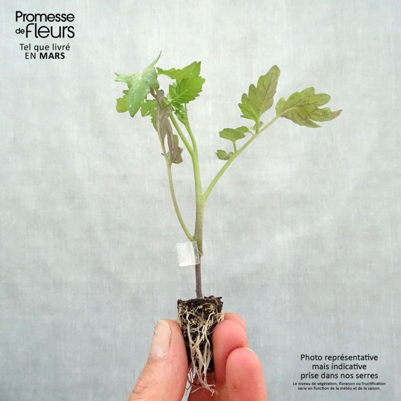 Amostra de Tomate Cookie F1 en plants GREFFES BIO en mini-mottes  Mini-motte Ø 1,5/2,5 cm tal como entregue na primavera