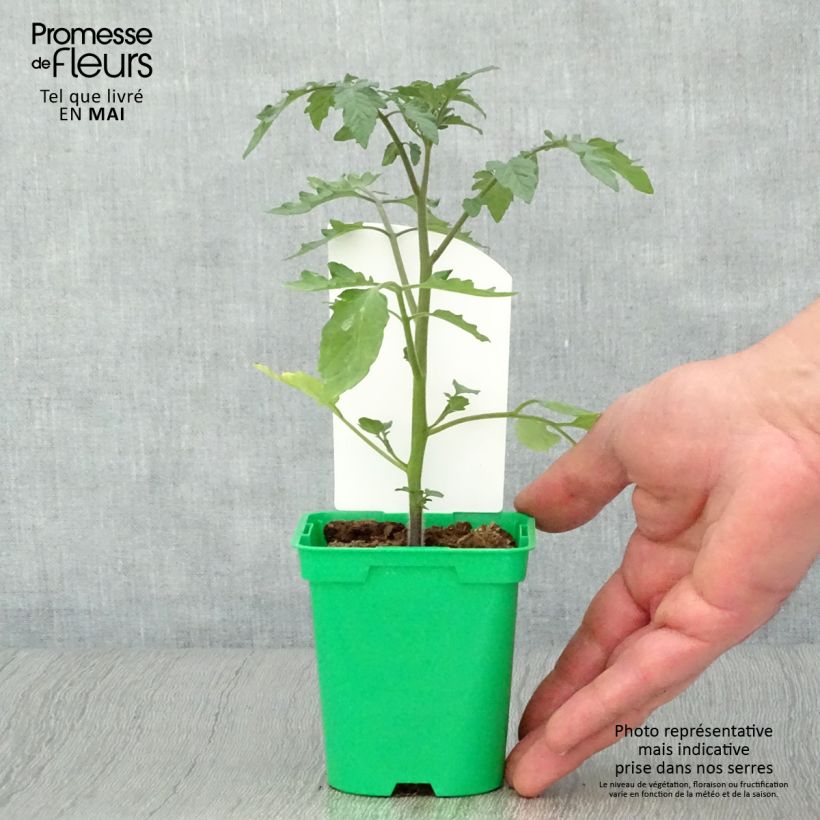 Amostra de Tomate Cookie F1 mélange en plants Pot de 10 cm/11cm tal como entregue na primavera