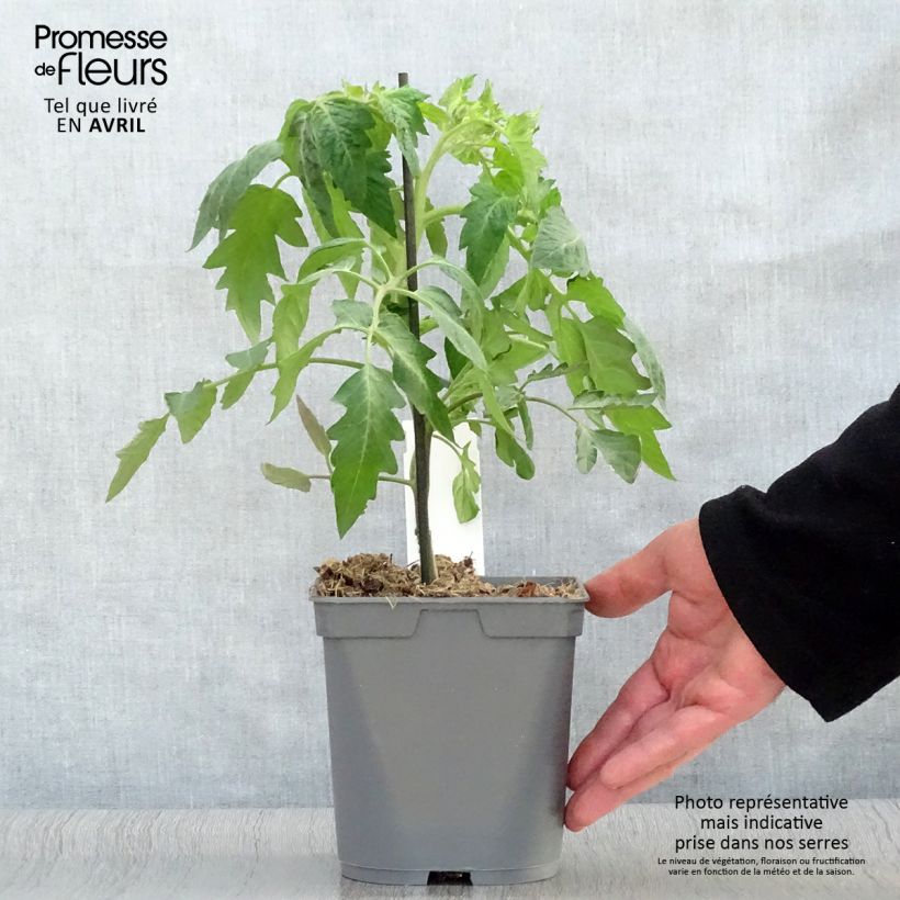 Amostra de Tomate Corazon F1 en plants GREFFES Pot de 2L/3L tal como entregue na primavera