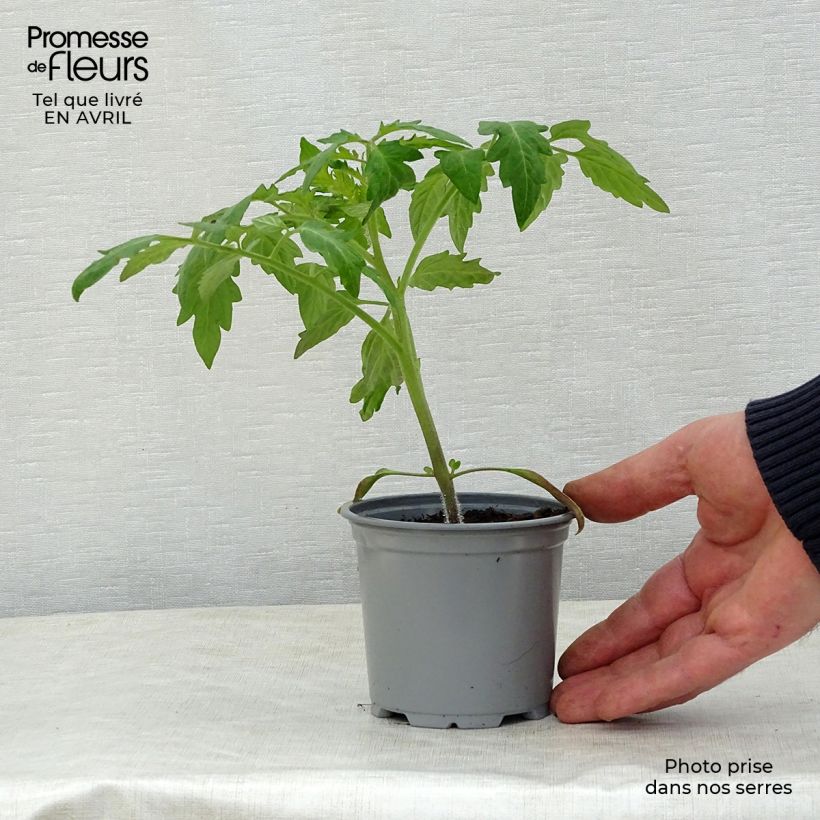 Amostra de Tomate Corazon F1 en plants Godet de 8/9 cm tal como entregue na primavera