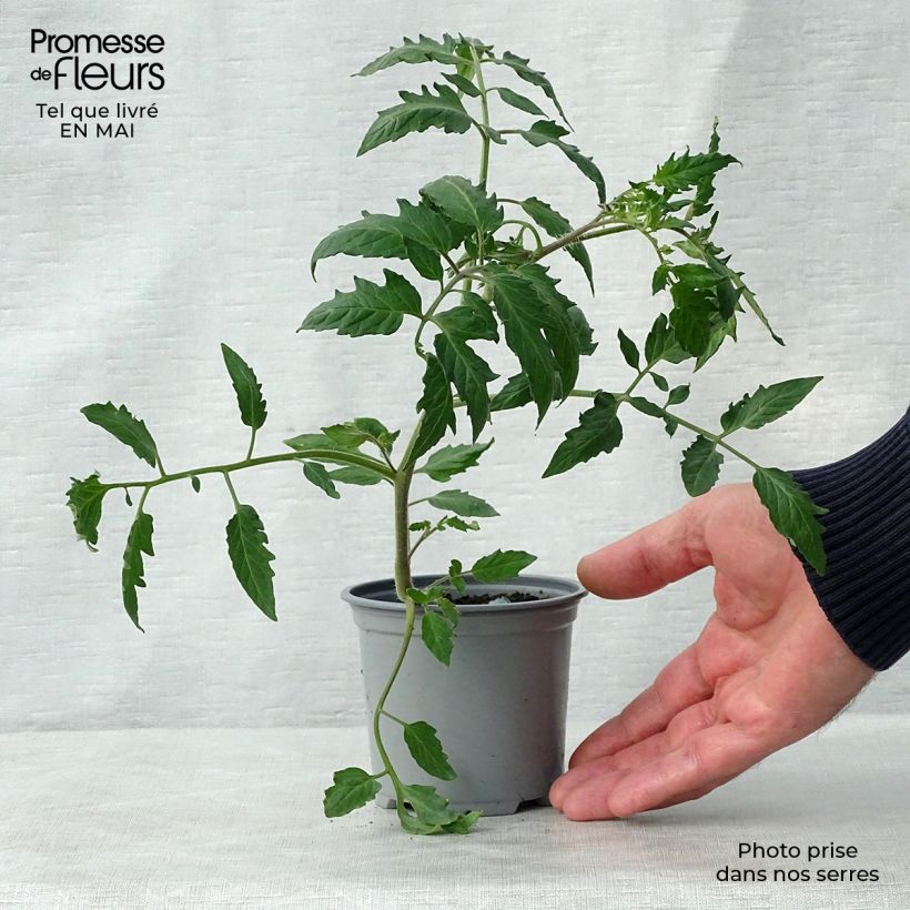 Amostra de Tomate Cornabel F1 en plants GREFFES - Cornue des Andes hybride Godet de 8/9 cm tal como entregue na primavera