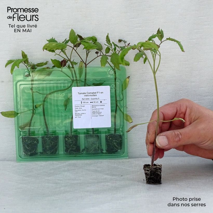 Amostra de Tomate Cornabel F1 en plants - Cornue des Andes hybride Mini-motte Ø 3/4 cm tal como entregue na primavera
