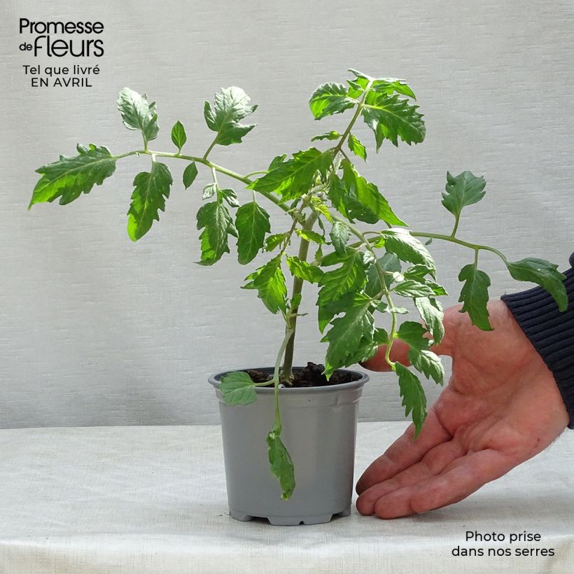 Amostra de Tomate Cornabel F1 en plants - Cornue des Andes hybride Pot de 10 cm/11cm tal como entregue na primavera