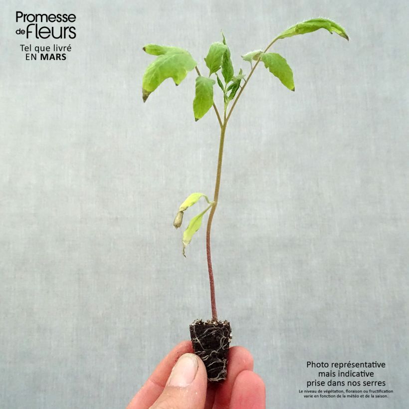 Amostra de Tomate Cornue des Andes en plants - Andine Cornue Mini-motte Ø 3/4 cm tal como entregue na primavera