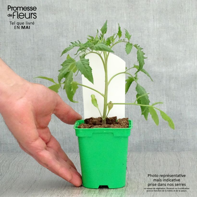 Amostra de Tomate Cornue des Andes en plants - Andine Cornue Pot de 10 cm/11cm tal como entregue na primavera