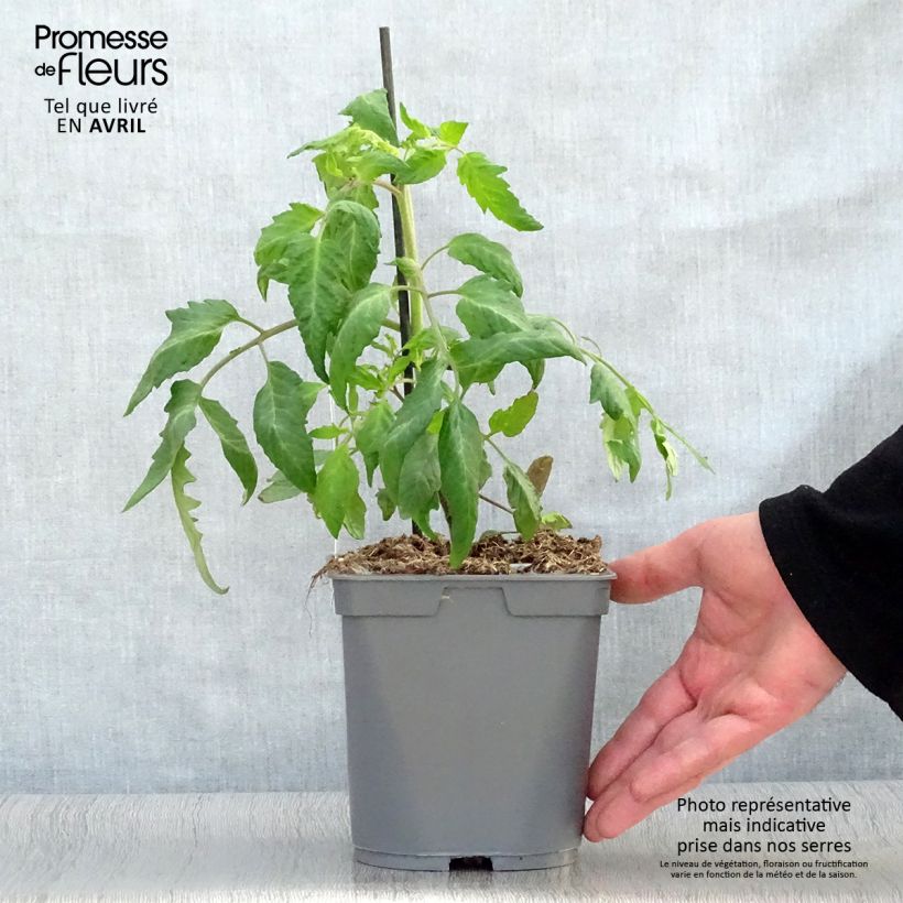 Amostra de Tomate Cornue des Andes ou Andine Cornue en plants GREFFES Pot de 2L/3L tal como entregue na primavera