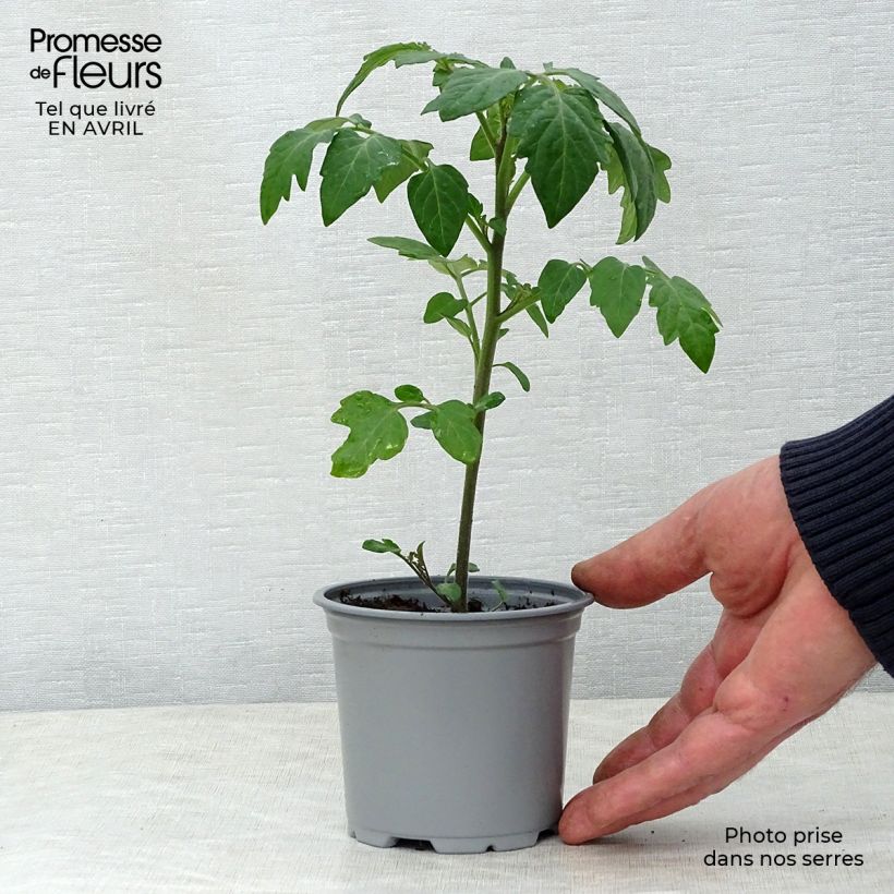 Amostra de Tomate Crokini F1 en plants - Tomate-cerise Pot de 10 cm/11cm tal como entregue na primavera