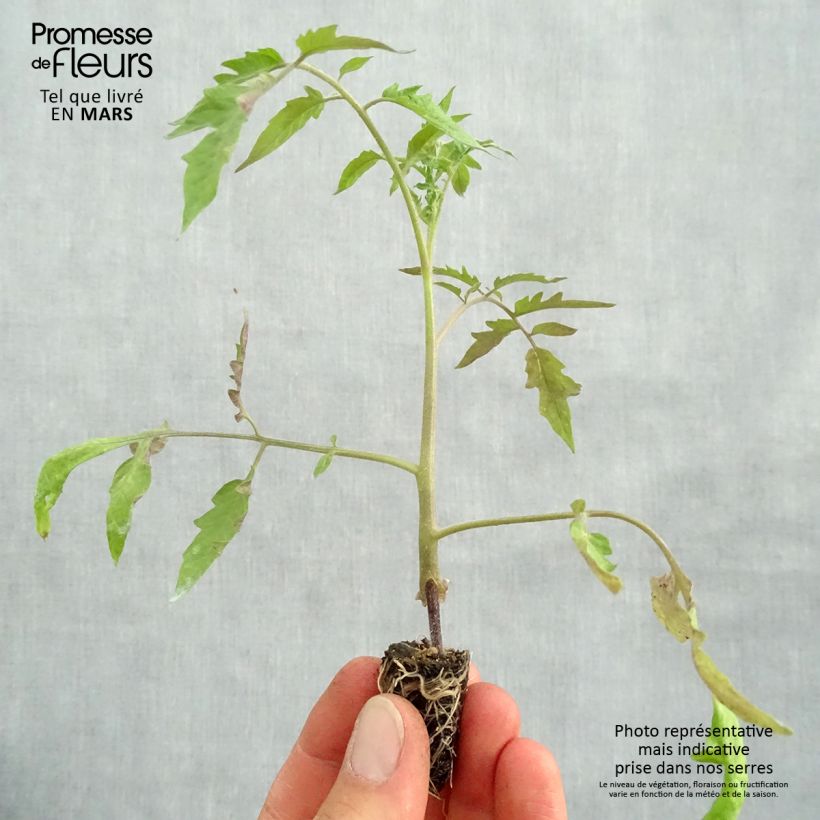 Amostra de Tomate Cuor di Bue BIO en plants GREFFES en mini-mottes - Cœur de Bœuf Mini-motte Ø 1,5/2,5 cm tal como entregue na primavera