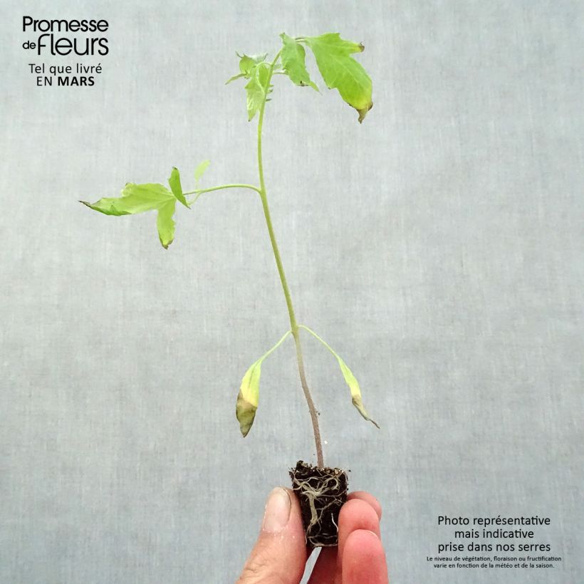 Amostra de Tomate Cuor di Bue en plants - Cœur de Bœuf Mini-torrão Ø 3/4 cm tal como entregue na primavera