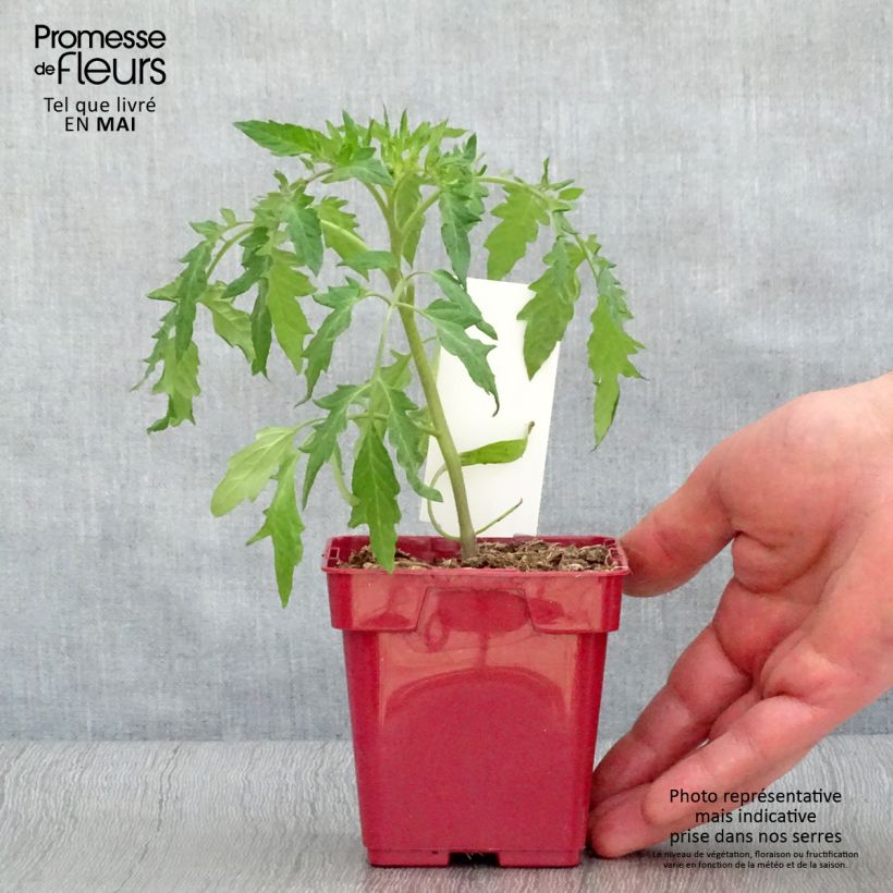 Amostra de Tomate Cuor di Bue en plants BIO – Cœur de Bœuf Pot de 10 cm/11cm tal como entregue na primavera