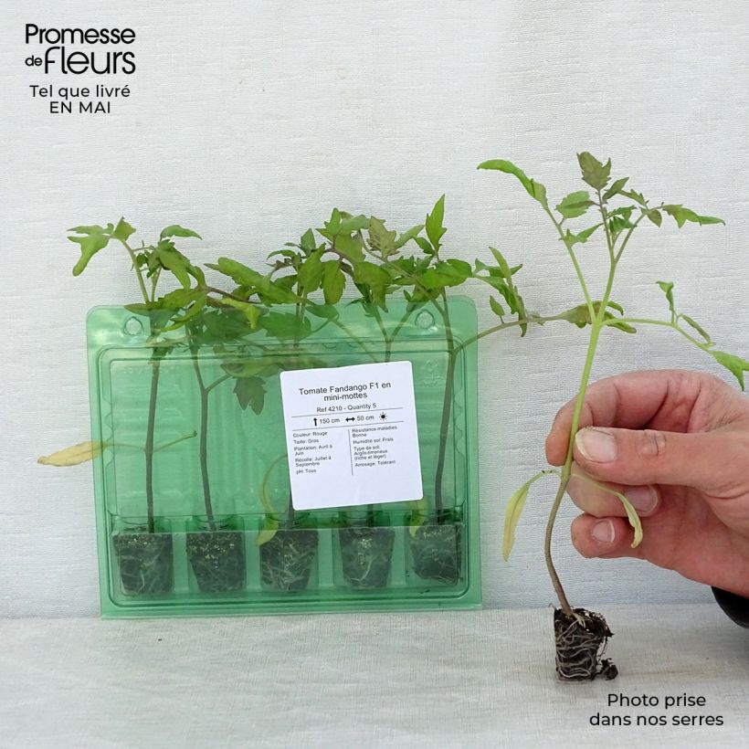 Amostra de Tomate Fandango F1 en plants Mini-motte Ø 3/4 cm tal como entregue na primavera