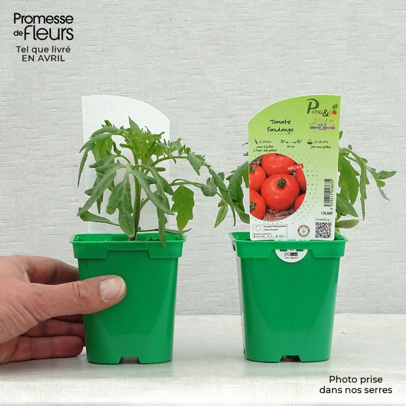 Amostra de Tomate Fandango F1 en plants Pot de 10 cm/11cm tal como entregue na primavera