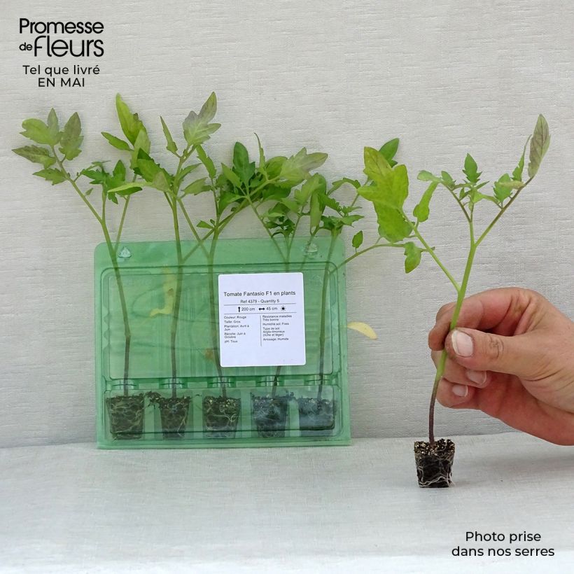Amostra de Tomate Fantasio F1 en plants Mini-motte Ø 1,5/2,5 cm tal como entregue na primavera