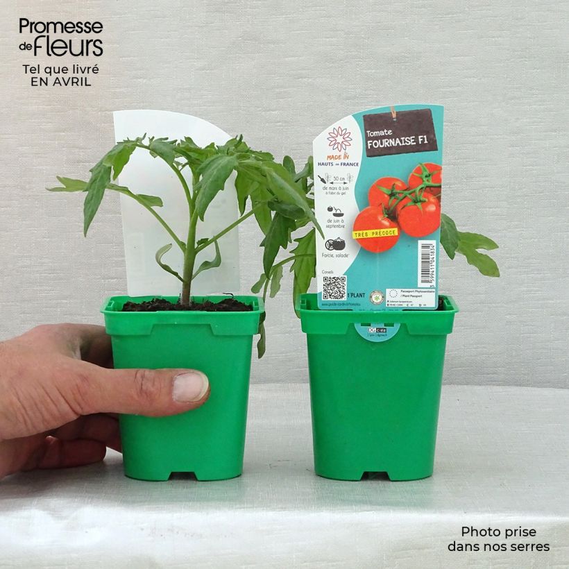 Amostra de Tomate Fournaise F1 en plants Pot de 10 cm/11cm tal como entregue na primavera