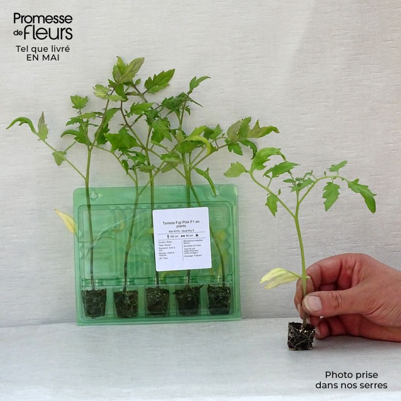 Amostra de Tomate Fuji Pink F1 en plants Mini-motte Ø 3/4 cm tal como entregue na primavera