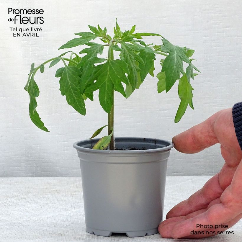 Amostra de Tomate Fuji Pink F1 en plants Godet de 8/9 cm tal como entregue na primavera