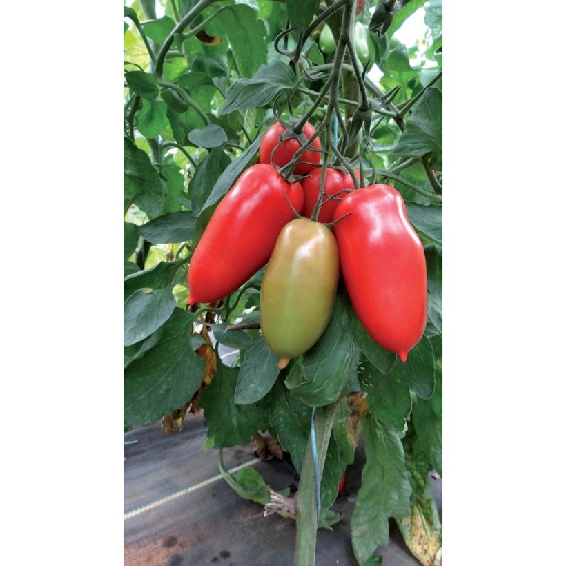 Tomate Gagliardo F1 plantas jovens ENXERTADAS (Hábito)