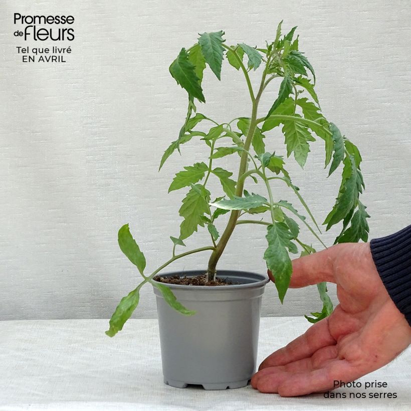 Amostra de Tomate Gagliardo F1 en plants GREFFES  Pot de 10 cm/11cm tal como entregue na primavera