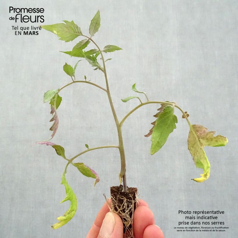 Amostra de Tomate Gagliardo F1 en plants GREFFES  Mini-motte Ø 1,5/2,5 cm tal como entregue na primavera