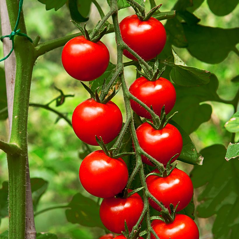 Tomate-cereja Gardeners Delight Bio (Colheita)
