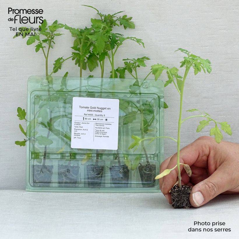 Amostra de Tomate Gold Nugget en plants - Tomate-cerise Mini-motte Ø 3/4 cm tal como entregue na primavera
