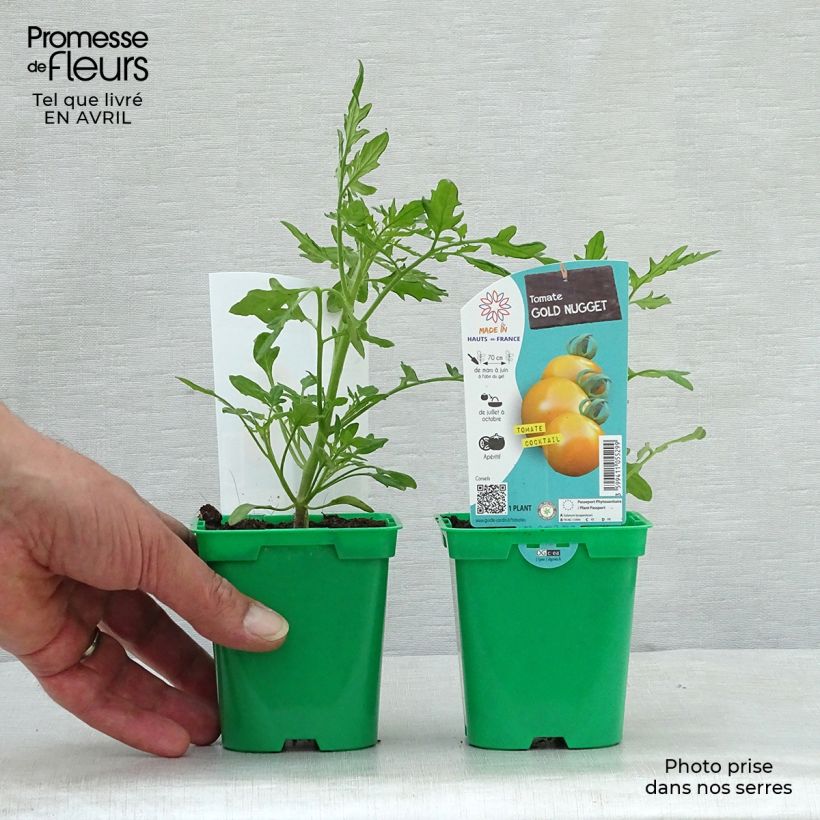Amostra de Tomate Gold Nugget en plants - Tomate-cerise Pot de 10 cm/11cm tal como entregue na primavera