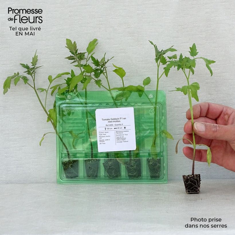 Amostra de Tomate Goldwin F1 en plants - Tomate-cerise Mini-motte Ø 3/4 cm tal como entregue na primavera