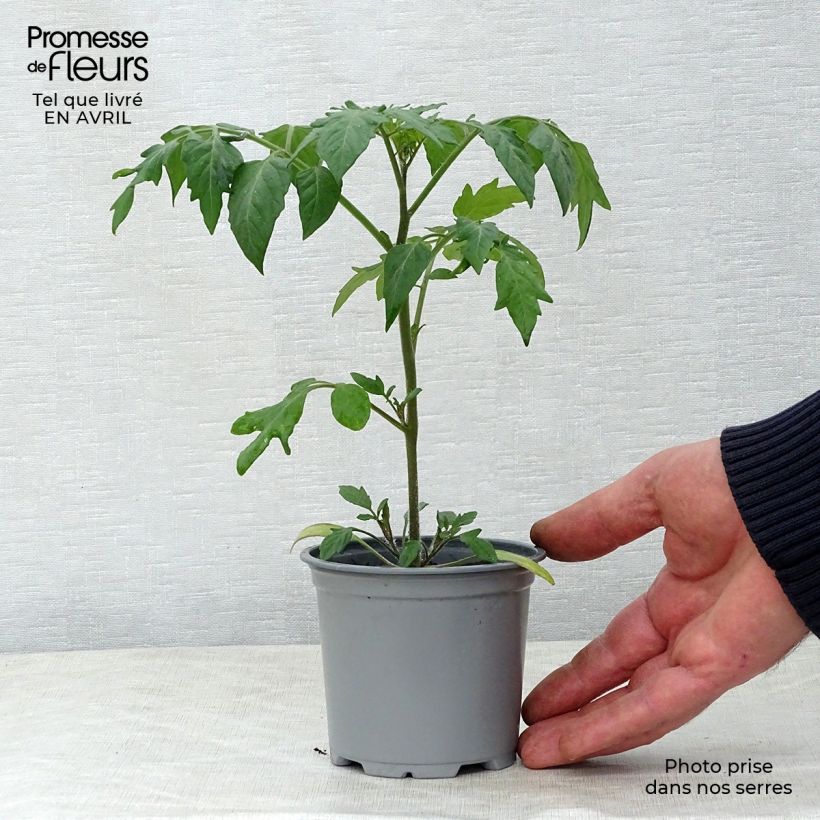 Amostra de Tomate Goldwin F1 en plants - Tomate-cerise Pot de 10 cm/11cm tal como entregue na primavera
