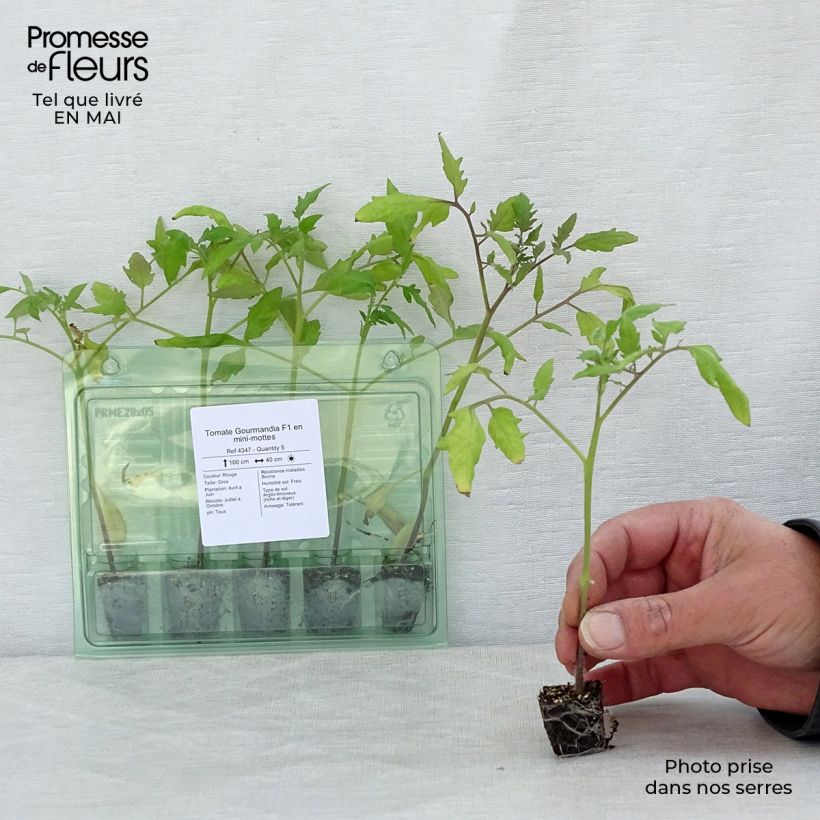 Amostra de Tomate Gourmandia F1 en plants Mini-motte Ø 3/4 cm tal como entregue na primavera
