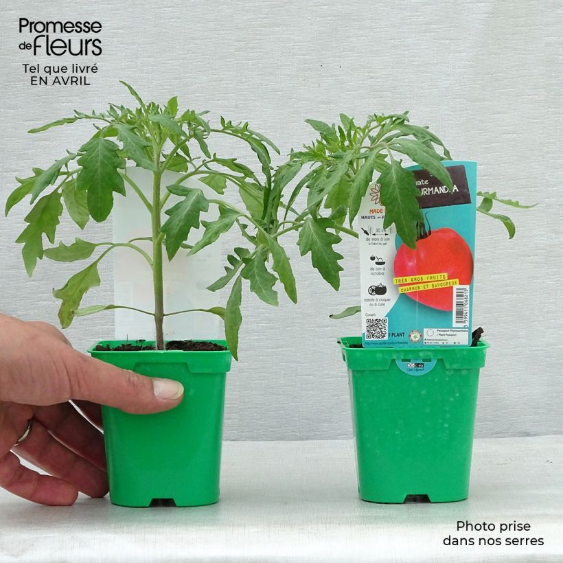 Amostra de Tomate Gourmandia F1 en plants Pot de 10 cm/11cm tal como entregue na primavera